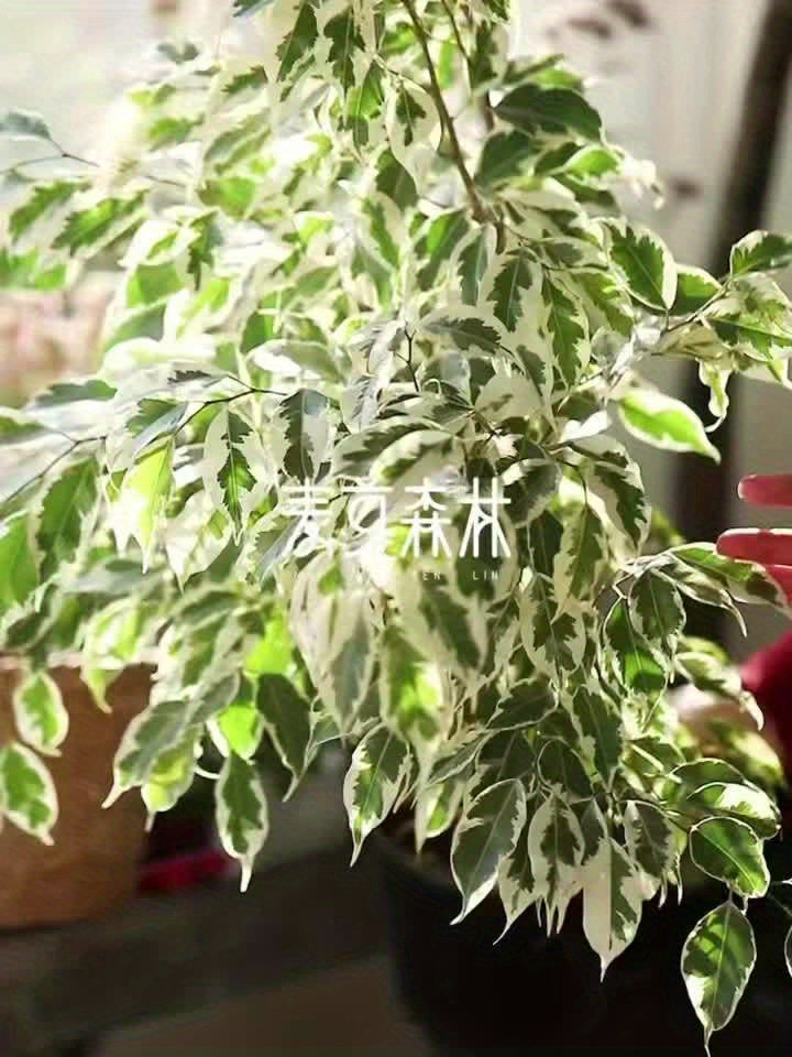 Nordic-Inspired Faux White Fig Tree, a High-End Luxury Decorative Piece for Indoor Living Rooms, Large Floor-Standing Ornament, Simulating Greenery with a White-Edged Fig Potted Plant